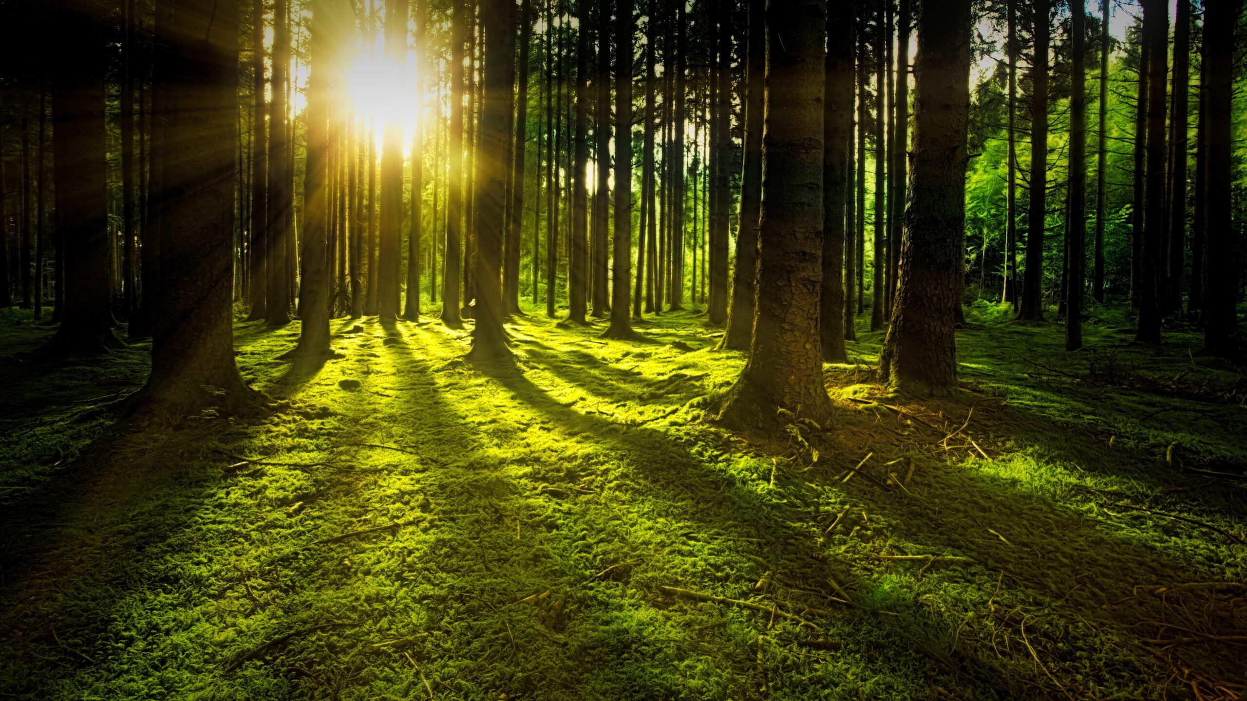 sustainability for life
